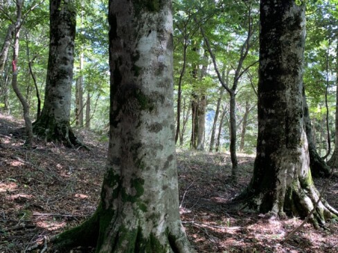登山道にはブナの木がいっぱい(^O^)/