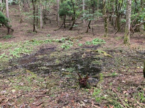 山上池・・・水の少ない浅い池です。