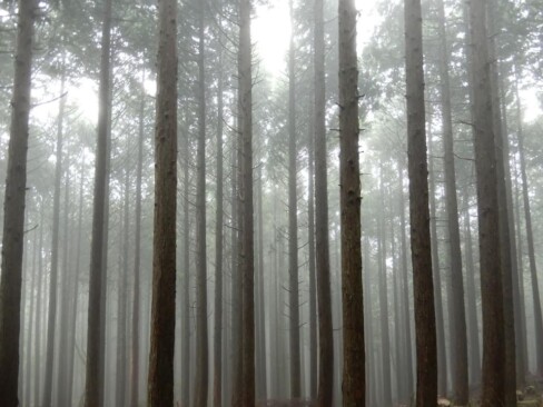 おーーー!!幻想的(^O^)/まさに、直立不動!!