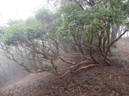 ぐねぐねと曲がった枝が面白い・・・この木はネジキかな?