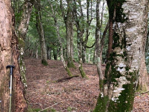 自然林の間を気持ちよく歩いていきます。