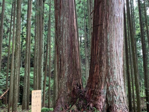 樹齢約300年の夫婦桧!!まっすぐ伸びた幹がきれいです。