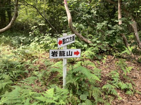 この先から一帯にブナ林が広がっています。