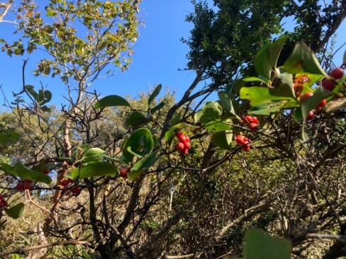 サルトリイバラの赤い実発見!!