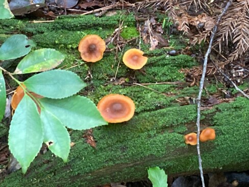 きのこも元気な季節。