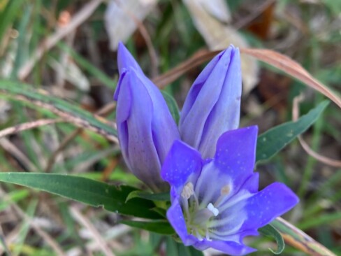 リンドウ発見!!