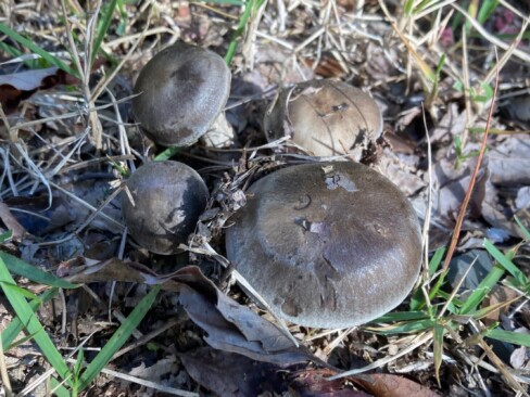 ハタケシメジ発見!!