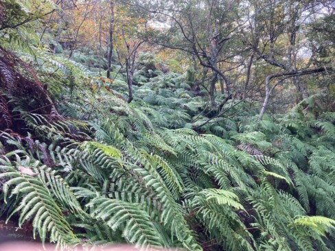 大きなシダが目立ちます。