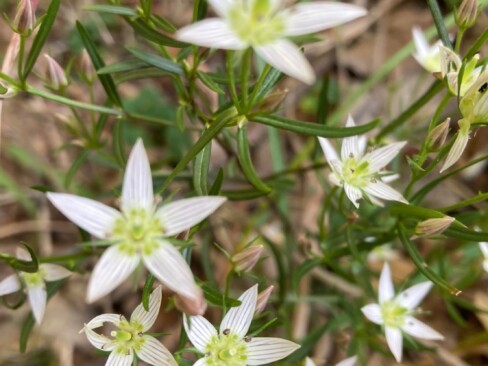 センブリのかわいいお花発見!!(*^^*)