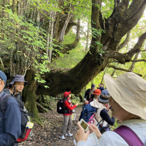 渓谷沿いに歩き始めて15分ほど、カツラの大木に出会いました。