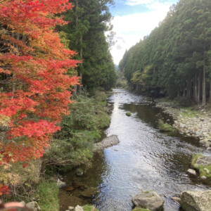 洞川温泉付近では本格的な紅葉が始まっていました。
