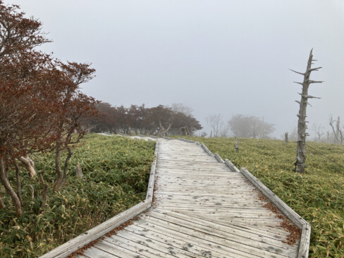 日出ヶ岳から正木峠、正木ヶ原にかけては木道が整備されています。色づく紅葉とイトザサの緑、その中で立ち枯れるトウヒのコントラストの妙が素晴らしい。