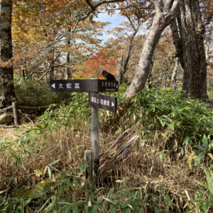 牛石ヶ原の分岐。