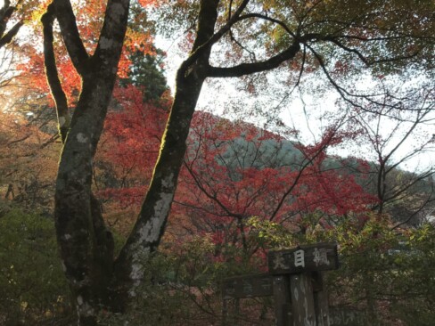 このお寺は、「天目楓」が有名です。葉が小さく、切れ込みが深いのが特徴とか。