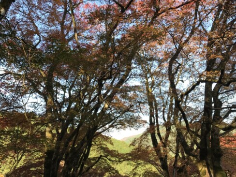 石段から惣門を振り返って。紅葉のトンネル
