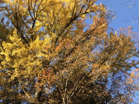 山門をくぐると、真っ黄色なイチョウが迎えてくれました。