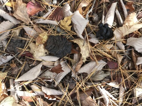 尾根コースは、あちこちにウンチ💩が・・・イノシシのだそうな。