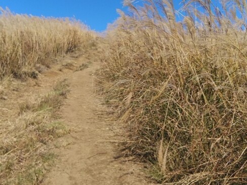 ススキの季節もあと少し・・・って感じですね。