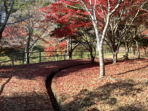 紅葉した樹々と緩やかにカーブした歩道。そしてそこに舞い降りた落葉が見事に調和しています。