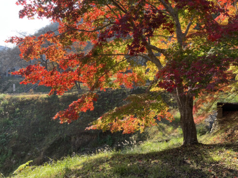 まばゆいばかりに輝く紅葉です。