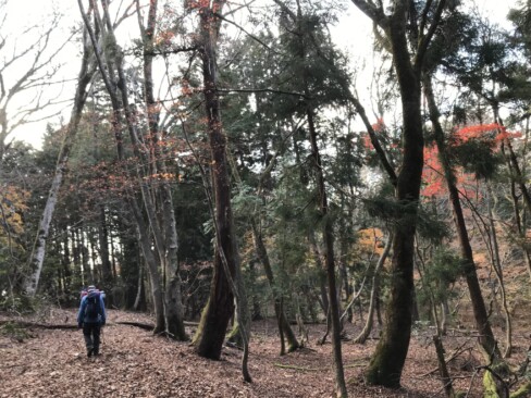 紅葉した木々が、「お帰りーーー」と迎えてくれました。