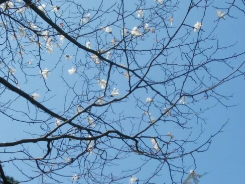 2020.4 天橋立トレイル(K・M)