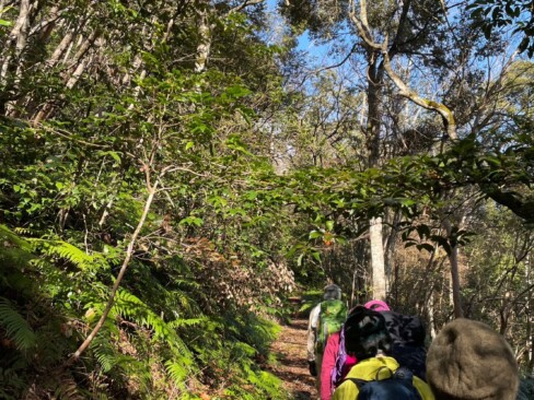 喜多からの登山道と合流した後はゆるやかな登りが続きます。そしてこの登山道わきには大きな裏白が随所に目立ちます。