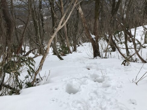 この木の中をショートカットしてきました。
