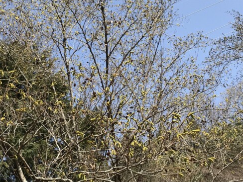 ヤシャブシ。黒っぽいのは去年の実。芋虫みたいなのは、今年の花。