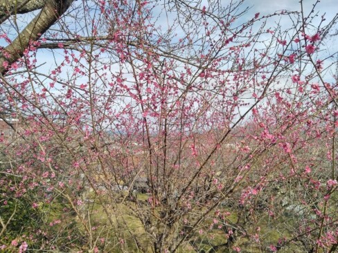 満開の梅。鶯も鳴いていたし、もう春ですね。