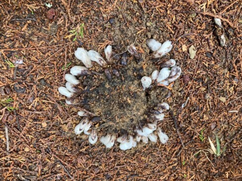 これはなんだ??・・近づいてみると、なんとギンリョウソウでした。びっくり!!