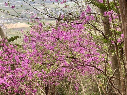 ミツバツツジが見頃(^^♪