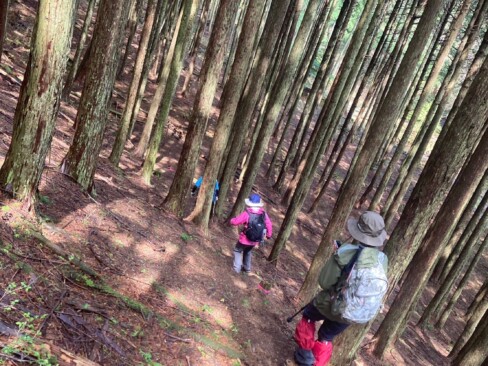 植林された木々の間をぐんぐん下りていきます。このころには日が差してきました。
