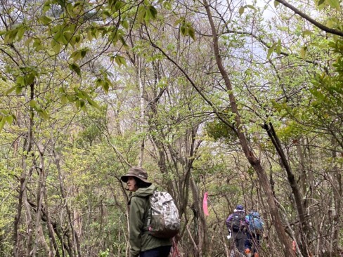芽吹いたばかりの木々のトンネルを通ります。