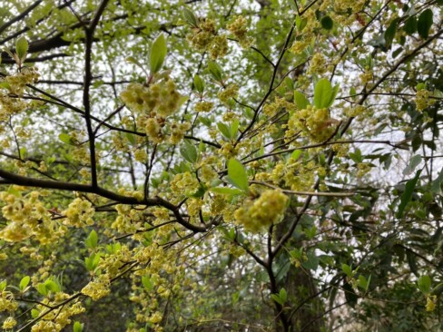 この黄色いお花はクロモジですね。