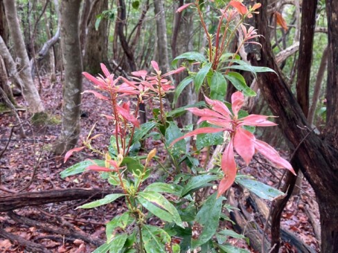 新しい葉は、赤くてかわいい。
