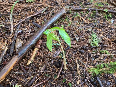 マムシグサも顔を出しています。