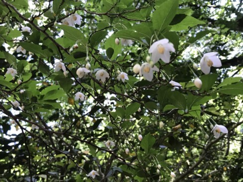 この子も下向き・・・エゴノキ。