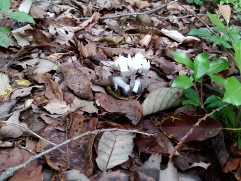 ギンリョウソウ。いつも下を向いて控えめです。