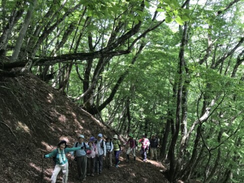 山頂までもう一息!(^^)!鮮やかな緑に元気をもらいます。