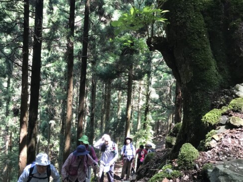 トチノキの巨木。足もとには散った花がいっぱい。