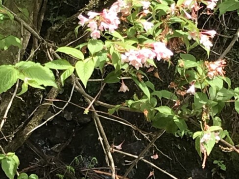 下山口近くのタニウツギ。ピンクでかわいい。