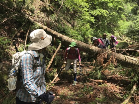 林道には倒木がいっぱい。大雪の影響かな。
