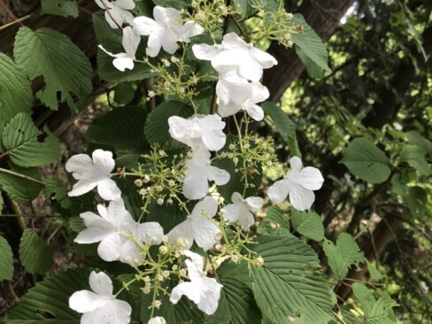 この白いお花は何でしょう???