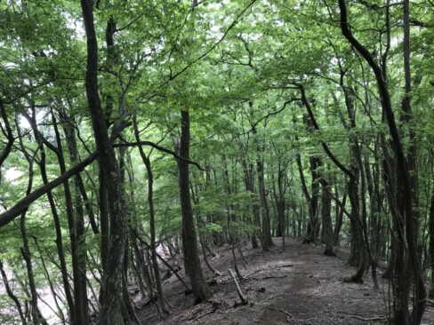 緑のトンネル。気持ちの良い尾根歩きが楽しめる山です。