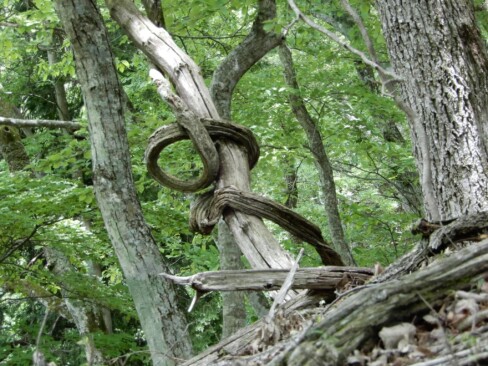 ねじねじ、くねくね・・どうなってるの?