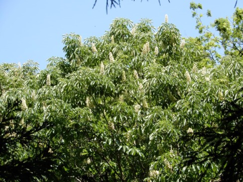とちの花が満開。たくさん実がなるかなあ。
