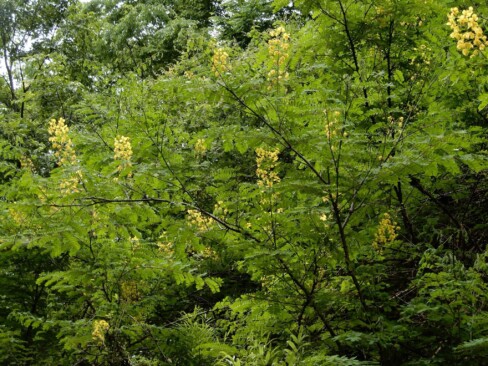 黄色で目立っているジャケツイバラ・・・とげとげに注意。