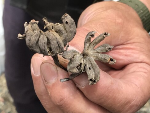 エゴノネコアシという虫こぶ。「エゴノネコアシアブラムシ」というアブラムシによって葉芽が変形したもの。