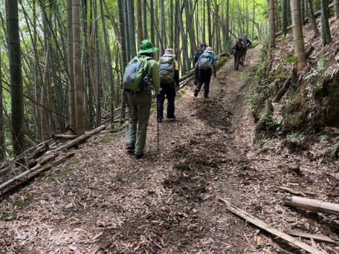 最初は竹林の中を歩きます。